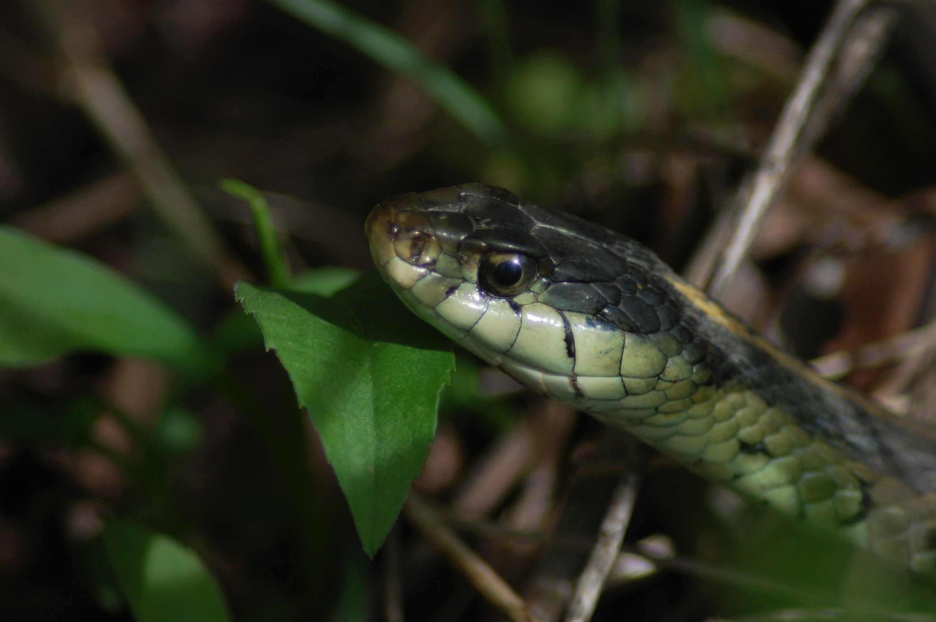 ratsnake